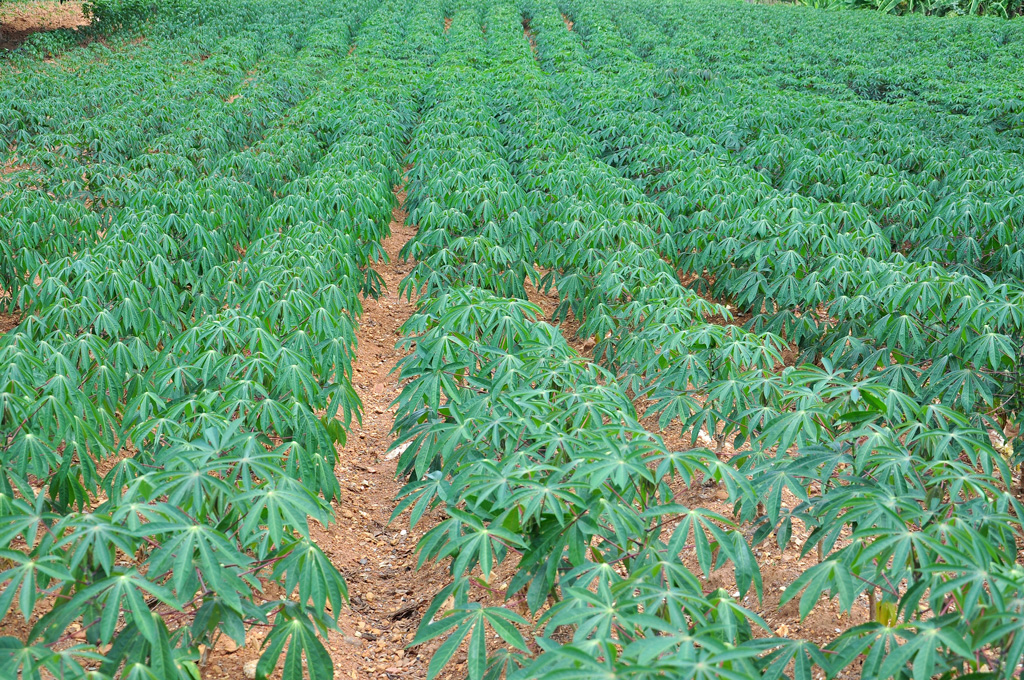 Cassava Farm