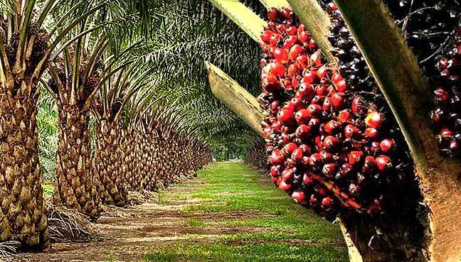Oil Palm Farming