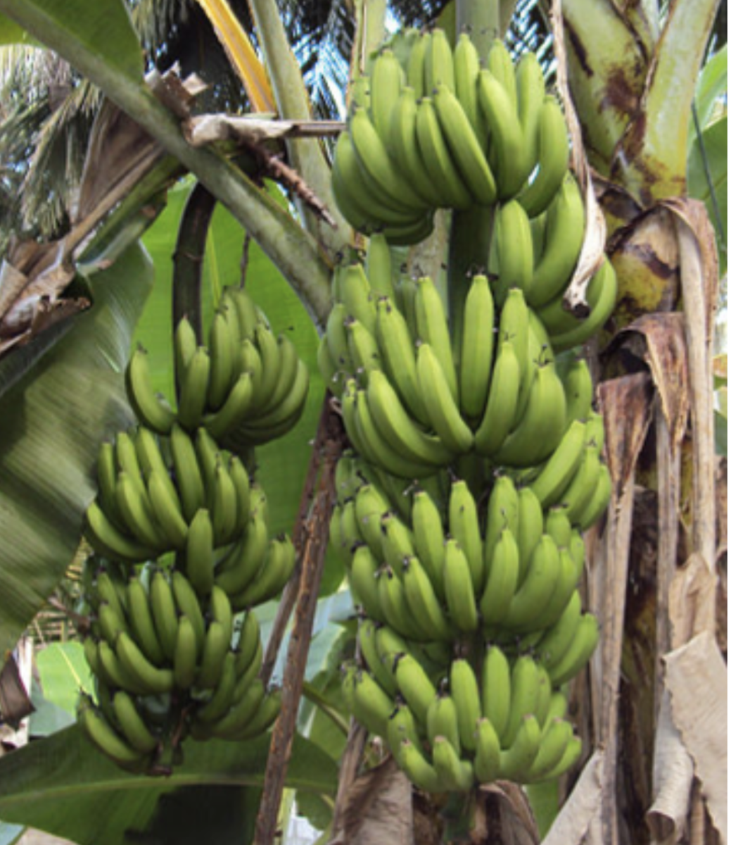 Plantain Tree