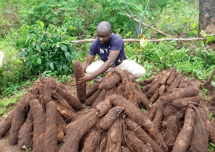 Yam